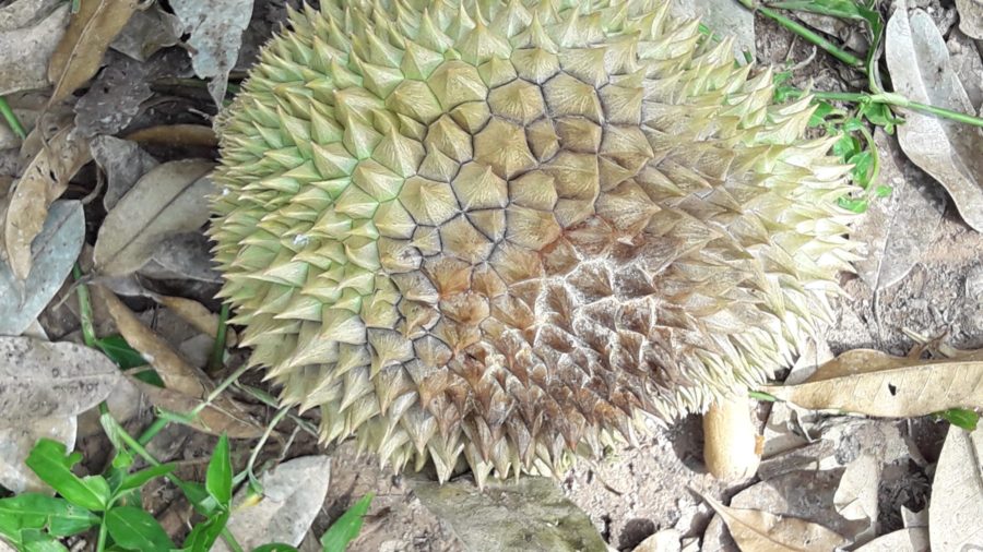 ลูกทุเรียนที่แสดงอาการ โรครากเน่าโคนเน่าทุเรียน