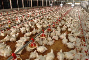 ฟาร์มไก่เนื้อในระบบคอนแทรคฟาร์มมิ่ง