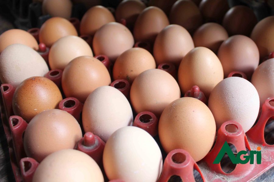 ไข่ไก่ : ราคาทรงตัว อยู่ที่ฟองละ 2.60 บาท