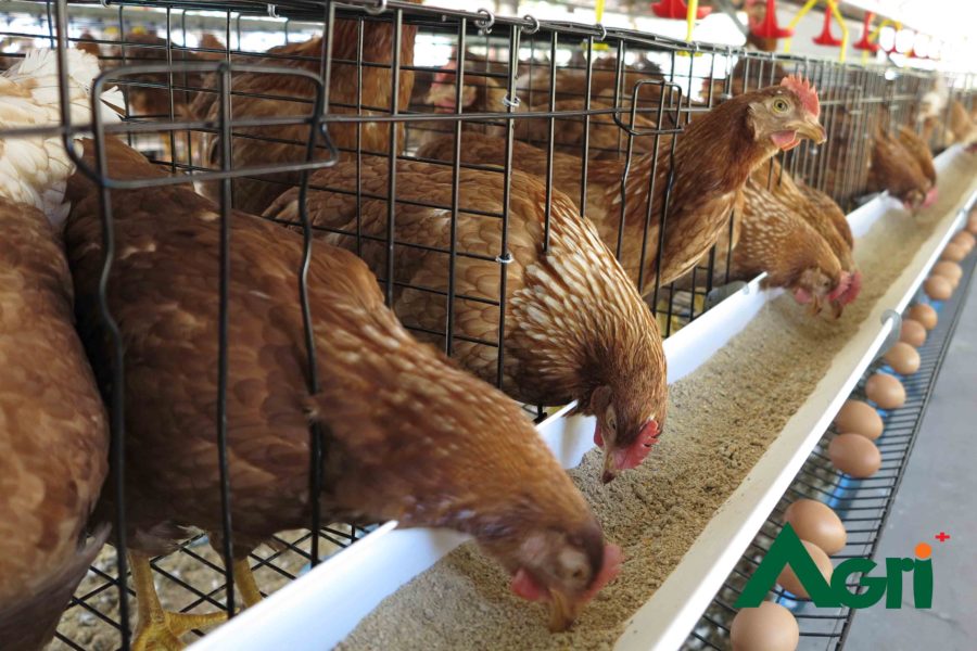 กรมปศุสัตว์ เดินหน้าโครงการรักษาเสถียรภาพราคาไข่ไก่ให้ยั่งยืนอย่างต่อเนื่อง
