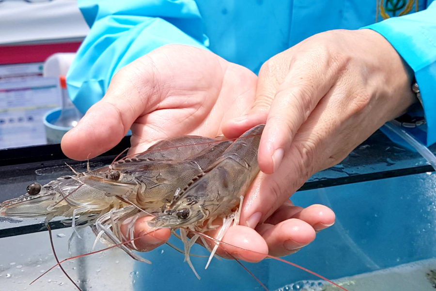 กุ้ง ในโรงเรือนระบบปิด ฟาร์มบางสระเก้า