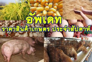 ราคาสินค้าเกษตร ประจำสัปดาห์