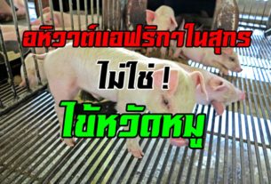 อหิวาต์แอฟริกาในสุกร ไม่ใช่ไข้หวัดหมู