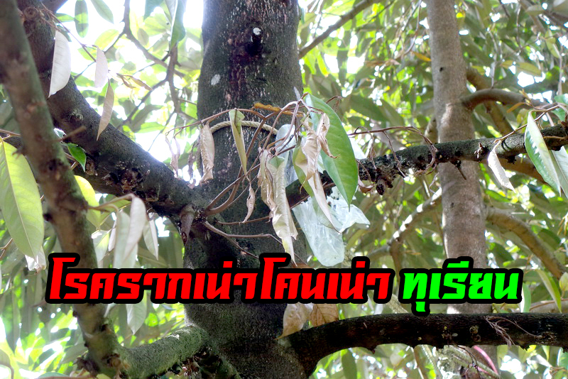 อาการ โรครากเน่า โคนเน่า ในทุเรียน