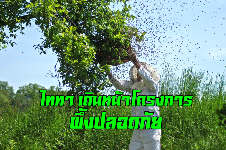 ไททา จับคู่ เกษตรกรสวนผลไม้ กับ เกษตรกรผู้ เลี้ยงผึ้ง เพื่อผึ้งปลอดภัย