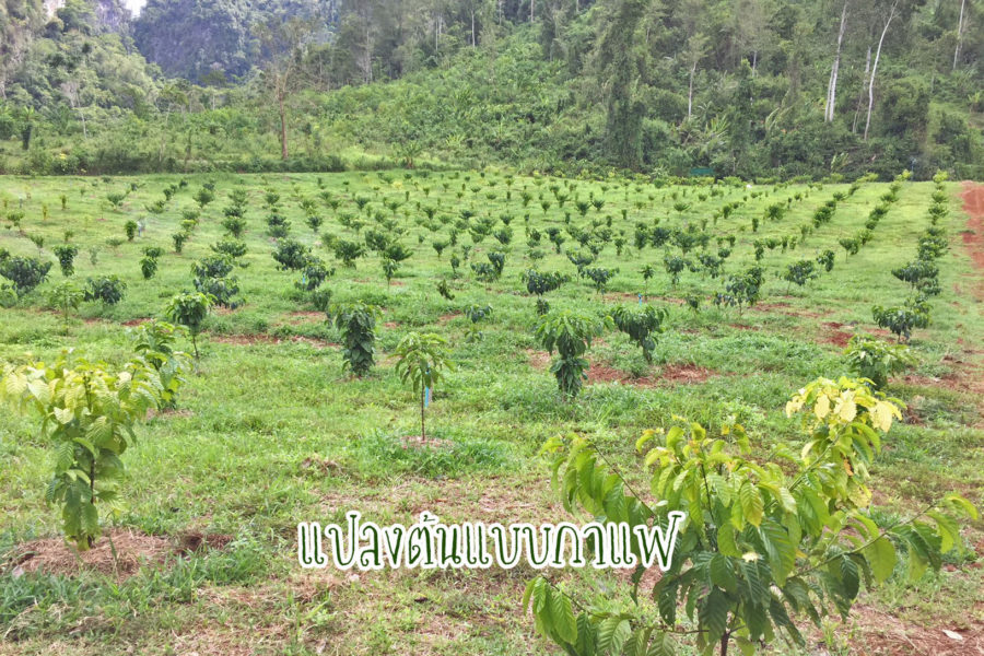 การปลูกกาแฟโรบัสต้า ทดแทนสวนยางพารา ยะลา นำร่อง