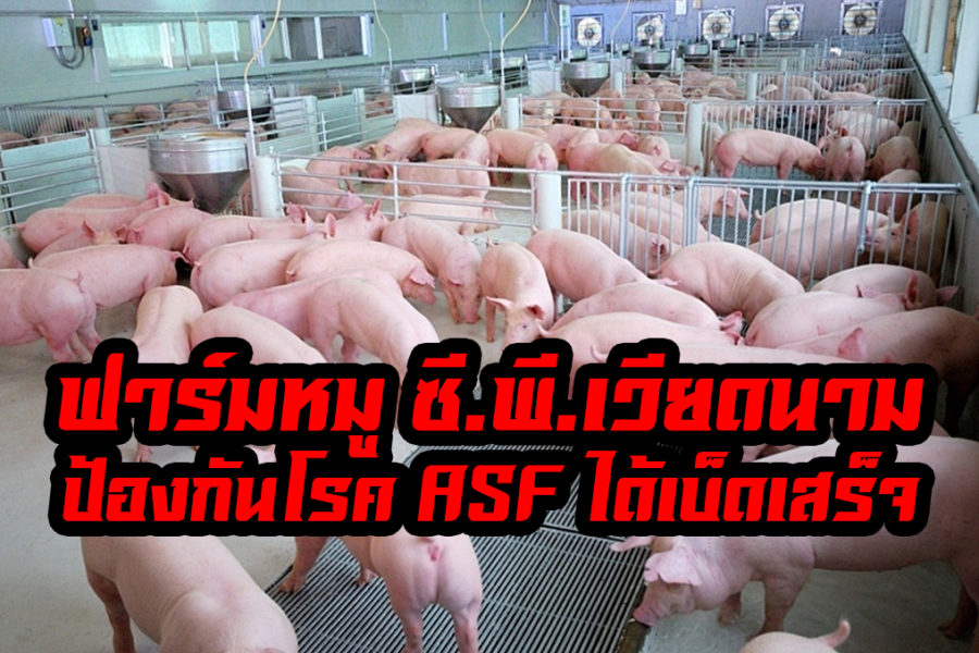 ฟาร์มหมู ซี.พี.เวียดนาม ป้องกันโรค ASF ได้ อย่างเบ็ดเสร็จ