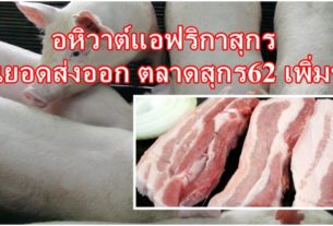 อหิวาต์แอฟริกาสุกร ดันยอดส่งออก ตลาดสุกร62 เพิ่มขึ้น