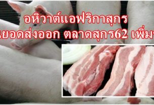 อหิวาต์แอฟริกาสุกร ดันยอดส่งออก ตลาดสุกร62 เพิ่มขึ้น