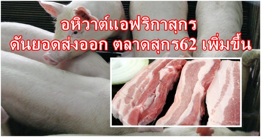 อหิวาต์แอฟริกาสุกร ดันยอดส่งออก ตลาดสุกร62 เพิ่มขึ้น