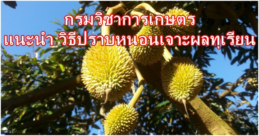 กรมวิชาการเกษตร แนะนำ วิธีปราบหนอนเจาะผลทุเรียน