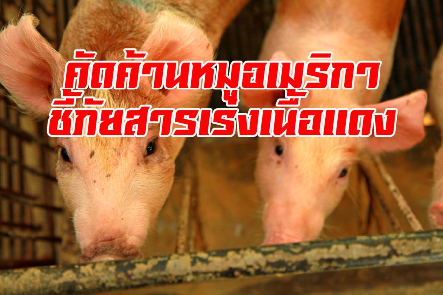 คัดค้านนำเข้าหมูอเมริกา ชี้ภัยอันตรายจาก สารเร่งเนื้อแดง